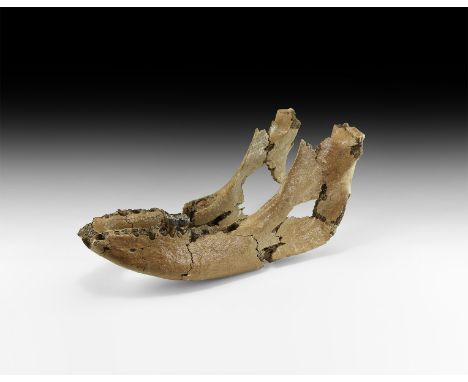 Pleistocene Period, 1 million years BP. An almost complete woolly rhino Coelodonta antiquitatis lower jaw with one complete a