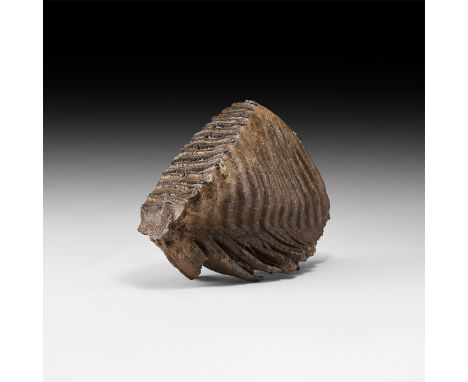 Pleistocene Period, 2.6 million years-11,700 years BP. A large Mammuthus primigenius woolly mammoth tooth, displaying good ro