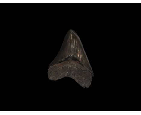 Late Miocene Epoch, 5-7 million years BP. A high quality Carcharocles megalodon shark tooth with excellent enamel and serrati