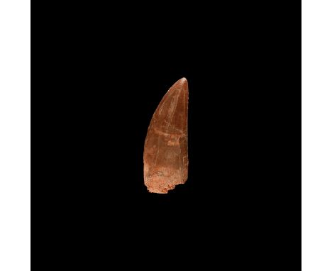 Cretaceous Period, Aptian Stage, 125-113 million years BP. A very large tooth of the Carcharodontosaurus saharicus, showing e