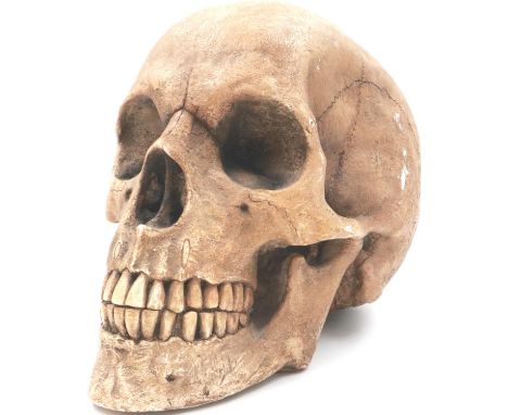 Very large reconstituted stone skull, H: 24 cm. P&amp;P Group 2 (£18+VAT for the first lot and £3+VAT for subsequent lots) 