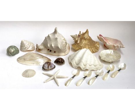 A quantity of seashells to include conch shells; brittle star; sand dollar; shell spoons etc