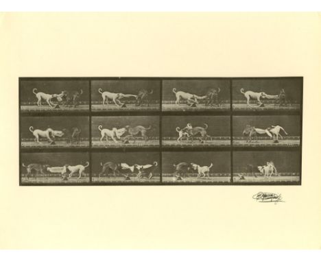 Artist: Eadweard Muybridge [d'apres] (English/American, 1830-1904). Title: "Dogs Fighting [from Animal Locomotion: Plate 715]