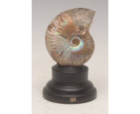 Natural History &amp; Geology - a pearly ammonite specimen, mounted for display, 9cm high overall