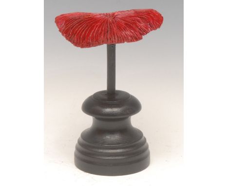 Natural History - a mushroom coral specimen, mounted for display, 7cm high