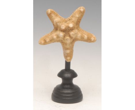 Natural History - a starfish specimen, mounted for display, 16cm high overall