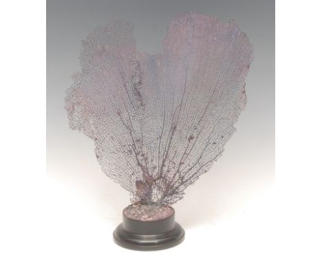 Natural History - a coral fan specimen, mounted for display on a turned ebonised base, 28.5cm high overall