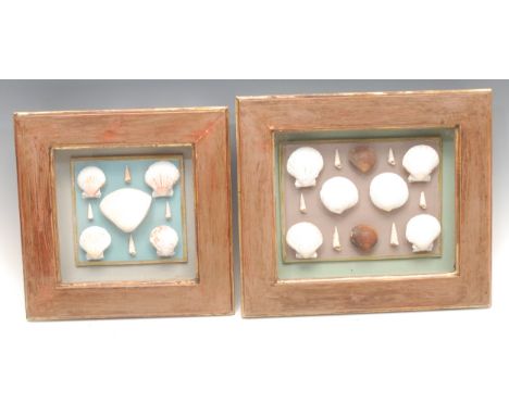 Natural History, Conchology - Interior Decoration - an arrangement of seashells, the rectangular table-top display case 27cm 