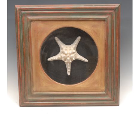 Natural History - Interior Decoration - a marine specimen of a Horned Sea Star starfish, mounted for display, the square tabl