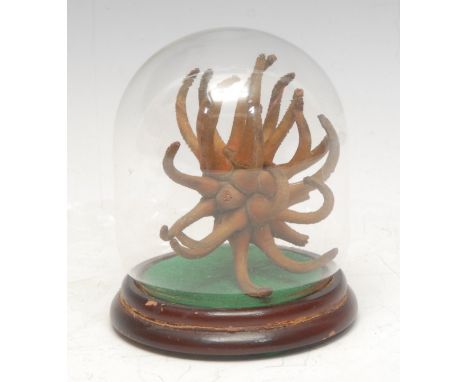 Natural History - a sea coral specimen, glass display dome, turned wooden base, 11cm high overall