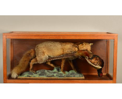 TAXIDERMY, a second half 20th Century fox carrying cock pheasant in its jaws, mounted on a painted naturalistic base and hous