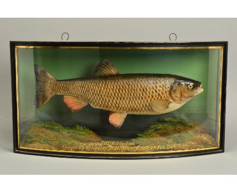 TAXIDERMY, a mid 20th Century cased cast of a Chub in a naturalistic setting, the bowed case with gilt lettering 'CHUB 4lbs 9