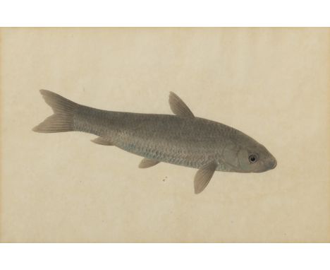 Paar feine Fisch-Aquarelle mit Silber und Gold gehöhtChina, um 1900je 24 x 36 cm, R.Aus einer alten Bayerischen Privatsammlun
