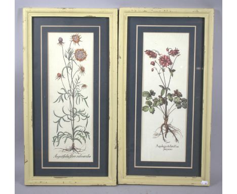 A Pair of Cream Framed Botanic Prints, 59cm High 