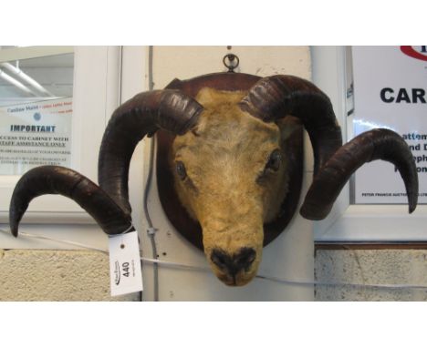 Mounted specimen ram's head on oak shield. 28cm x 47cm wide approx. (B.P. 24% incl. VAT)   CONDITION REPORT:  A little faded,