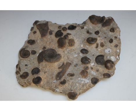 A ROCK SECTION CONTAINING FOSSIL GONIATITE, W 32.5 cm
