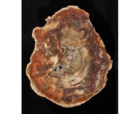*Huge Fossil Wood section, Triassic period of Madagascar,  this fossil wood slice weighs approximately 15 kg and measures ove