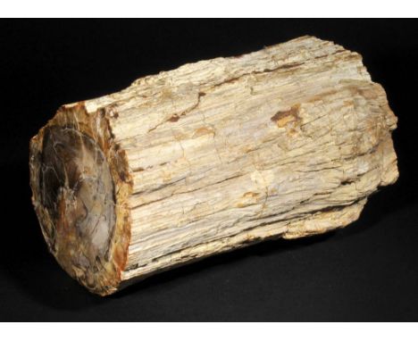*Fossil Tree Trunk. Triassic period of Madagascar,  this specimen has been left natural to reveal the fossil bark structure, 