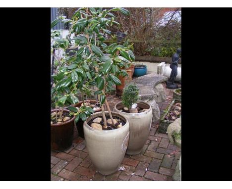 A pair of light brown glazed garden plant pots, one with a camellia