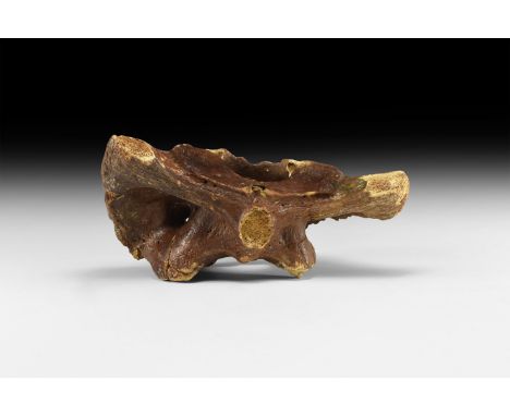 Pleistocene Period, 40000-15000 BP. A partial atlas vertebra, probably Bos primigenius or aurochs.   870 grams, 24cm (9 1/2")