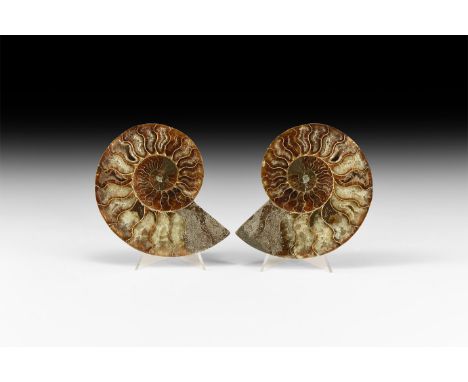 Albian Cretaceous Period, 113-100 million years BP. A large A-grade cut and polished pair of Cleoniceras sp. ammonite display