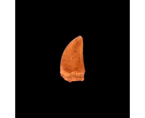 Cretaceous Period, 95 million years BP. A Deltadromeus agilis raptor dinosaur tooth with excellent enamel and finely serrated