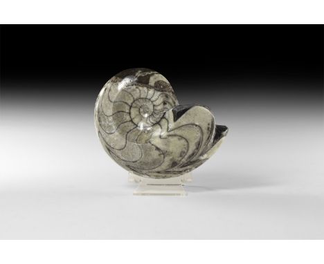 Upper Devonian Period, 385-359 million years BP. A polished free standing Sporadoceras sp. goniatite (primitive ammonite").  