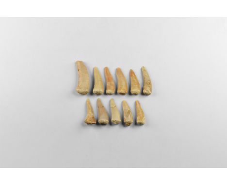 Cretaceous Period, 90 million years BP. A group of eleven teeth from the predatory fish Enchodus sp. (sabre-toothed herring),