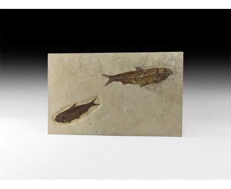 Eocene Period, 56-33 million years BP. Two Knightia alta fossil fish in a matrix slab.   1.6 kg, 29.5cm (11 1/2"). From the P