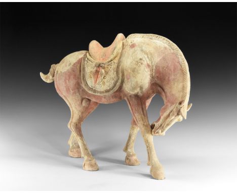 Tang Dynasty, 618-907 AD. A ceramic statuette of a standing horse with saddle and saddlecloth, head lowered to bite at the ri