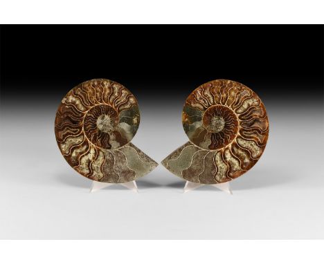 Albian Cretaceous Period, 113-100 million years BP. A large A-grade cut and polished pair of Cleoniceras sp. ammonite display