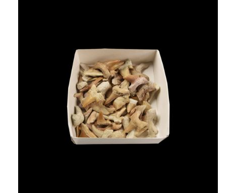 Early Eocene Period, 50 million years BP. A group of fifty Odontaspis robusta and Otodus obliquus shark teeth; all with good 