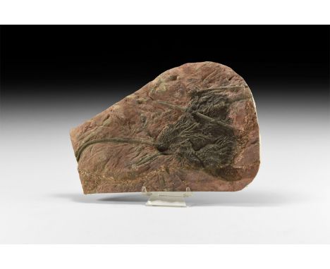 Silurian/Devonian Period, 400 million years BP. A complete and detailed specimen of the Scyphocrinus elegans crinoid, with ma