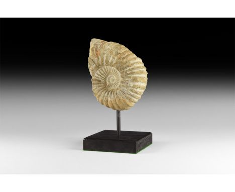 Late Cretaceous Period, 100-93 million years BP. An Acanthoceras sp. ammonite and the specimen has a clean centre; presented 