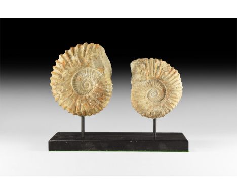 Cretaceous Period, 100-93 million years BP. A group of two Acanthoceras sp. ammonites, both having clean centres; presented o