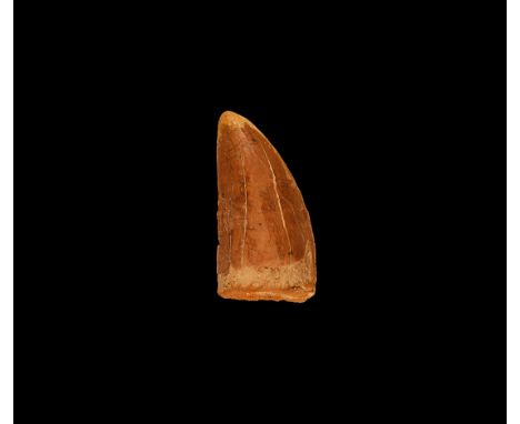 Cretaceous Period, 99-93 million years BP. An example of Carcharodontosaurus saharicus, the African T-Rex; with clearly visib