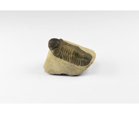 Upper Devonian Period, 385 to 359 million years BP. A Geesops sp. trilobite on matrix.   215 grams, 80mm (3 1/4"). From an ol