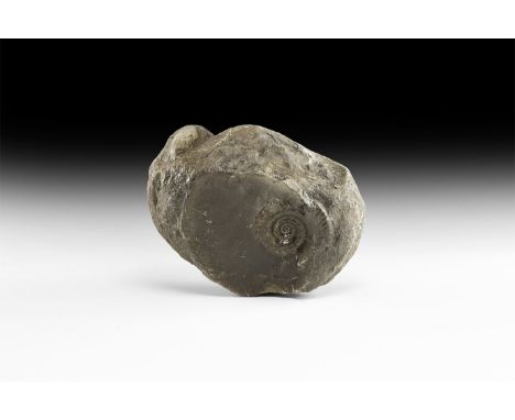 Upper Lias, 180 million years BP. A fossil ammonite of uncertain species, probably a hammatoceratid, possibly Haugia sp?, pre
