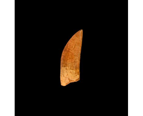 Cretaceous Period, 100 million years BP. A large example of a Carcharodontosaurus saharicus, African T-Rex tooth, showing cle