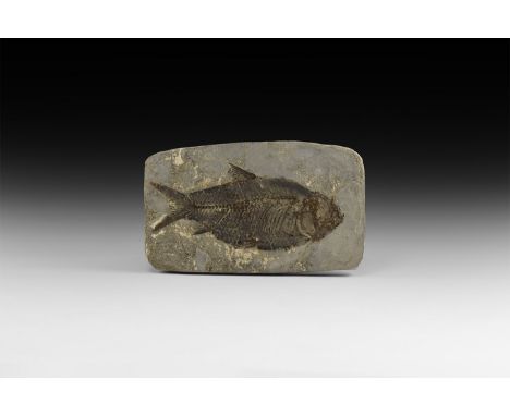 Pliocene Period, 4.5 million years BP. A Jianghanghichthys hubiensis fossil fish, showing much detail; with card tray.   69 g