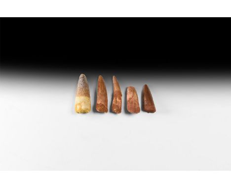 Cretaceous Period, 125-113 million years BP. A group of five dinosaur teeth, from the dinosaur Spinosaurus maroccanus; of goo