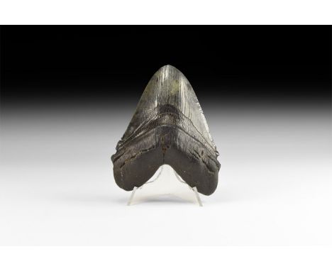 Early Pliocene Period, 5-2 million years BP. A large Carcharocles megalodon shark tooth; the specimen is well preserved and d
