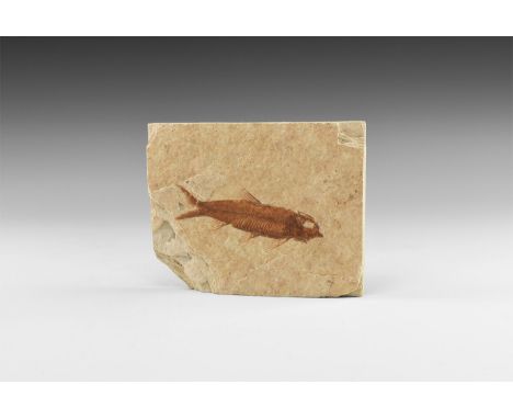Eocene Period, 58-36 million years BP. A fossil fish, possibly Knightia alta, fossil fish, in matrix.   162 grams, 97mm (4").