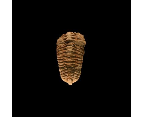Ordovician Period, 350-250 million years BP. A large fossil trilobite, possibly Calymene sp. showing the external structures.