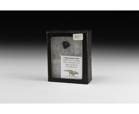 Upper Cretaceous Period, 80 million years BP. A fossil Centrosaurus sp. dinosaur tooth showing the structures, presented in a