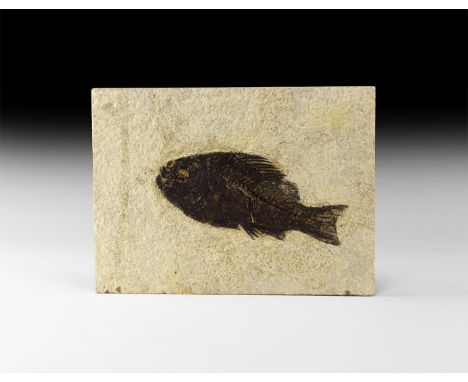 Eocene Period, 56-33 million years BP. A large fossil Priscacaraliops sp. fish in matrix slab showing very fine detail.   474