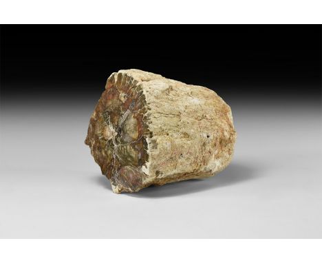 Triassic Period, 250-200 million years BP. A section of fossil tree trunk with one face polished to display the internal stru