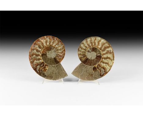 Albian Cretaceous Period, 113-100 million years BP. A large A-grade cut and polished pair of Cleoniceras sp. ammonite display