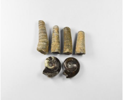 Upper Devonian to Palaeozoic Period, 385-350 million years BP. A group of four Orthoceras regulare (“straight horn”), a genus