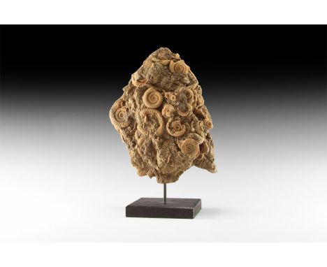 Lower Jurassic Period, 172 million years BP. A large group of Dactylioceras sp. ammonites in matrix; presented on a custom-ma